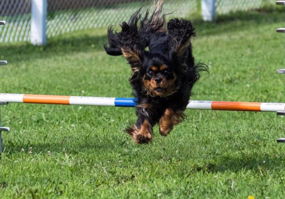 Fun Match Agilité (AAC) - Préparation à la compétition 