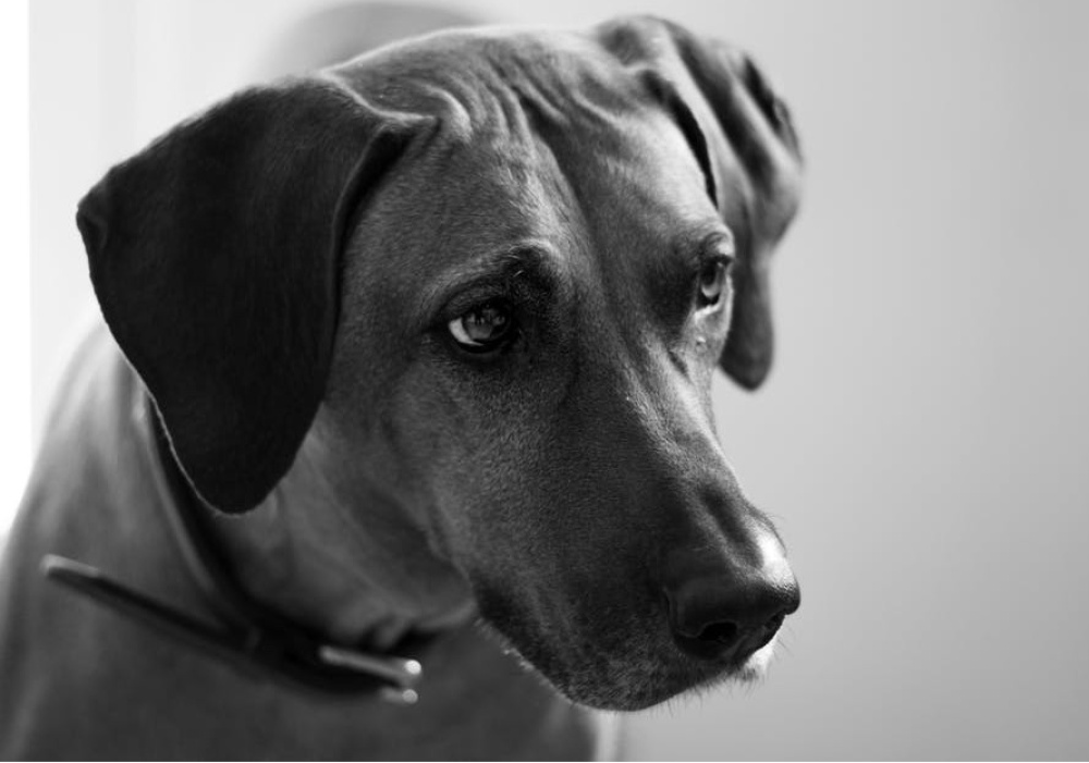 Cours préparatoire - Examen du Bon Voisin Canin (BVC)- Mardi AM