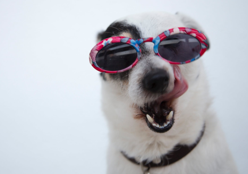 Chien adolescent