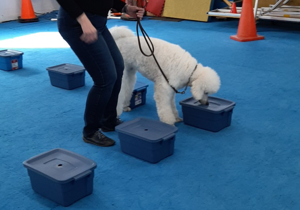 Travail de flair - Novice et cours club  Session II du 11 mars au 22 avril 2023