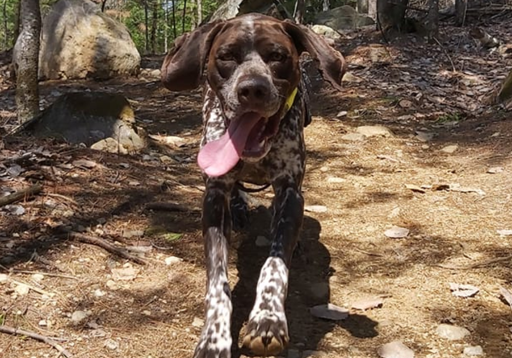 Chien adolescent GR1