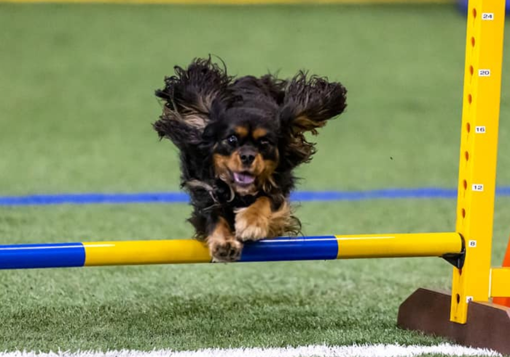 Novice/Inter Agility Monday 18h00