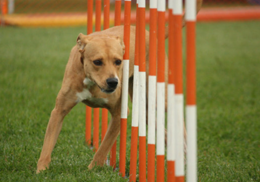Advanced Expert Agility Monday 20h00