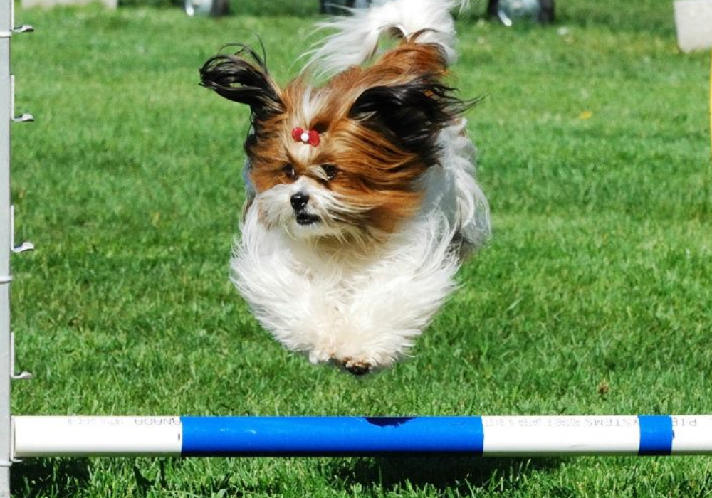 Inter/Expert Agility Tuesday 10:00 am