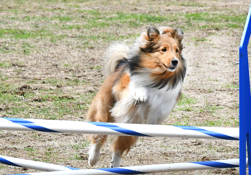 Agility Initiation /  foundation