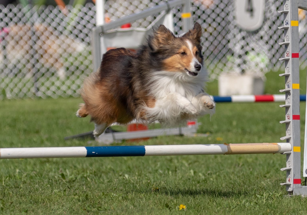 Agility Pre-Novice