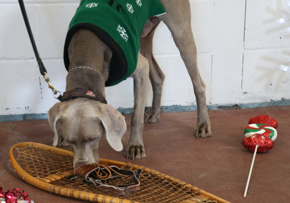 Scent Detection Excellent