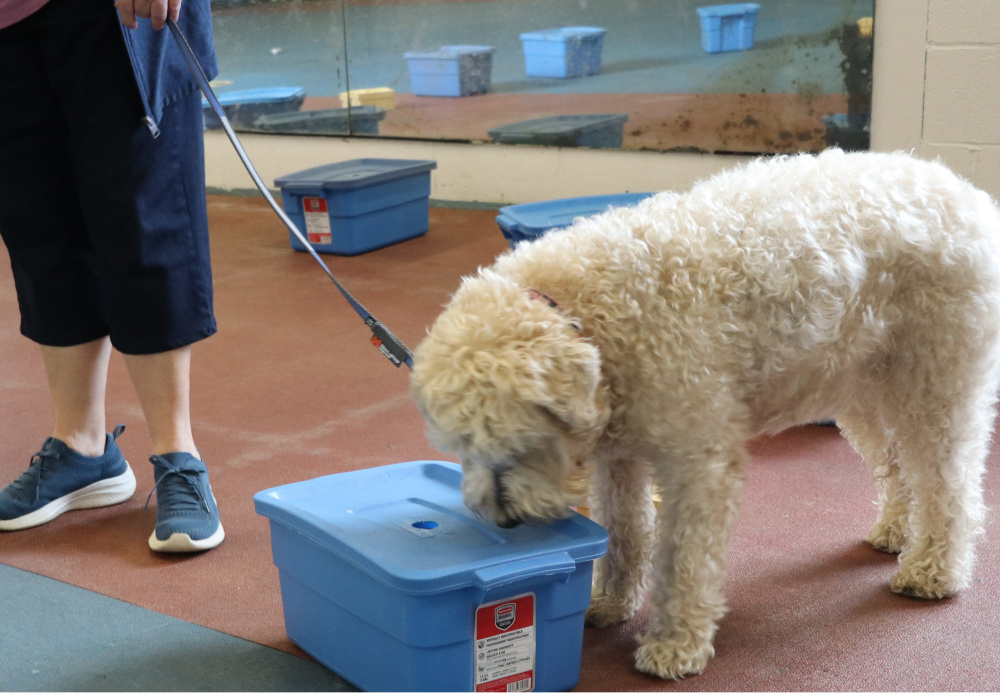 Scent Detection Basic1 (Initiation)