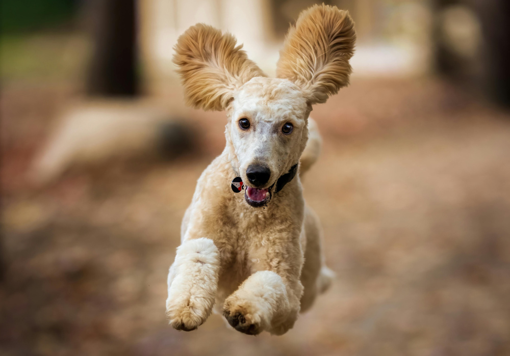 Recall Gr1 Saturday AM