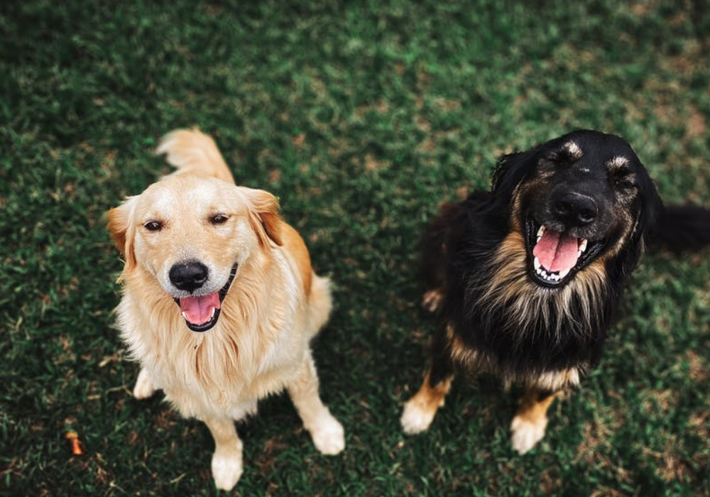 Obedience - Base 1 Gr3 Wednesday AM