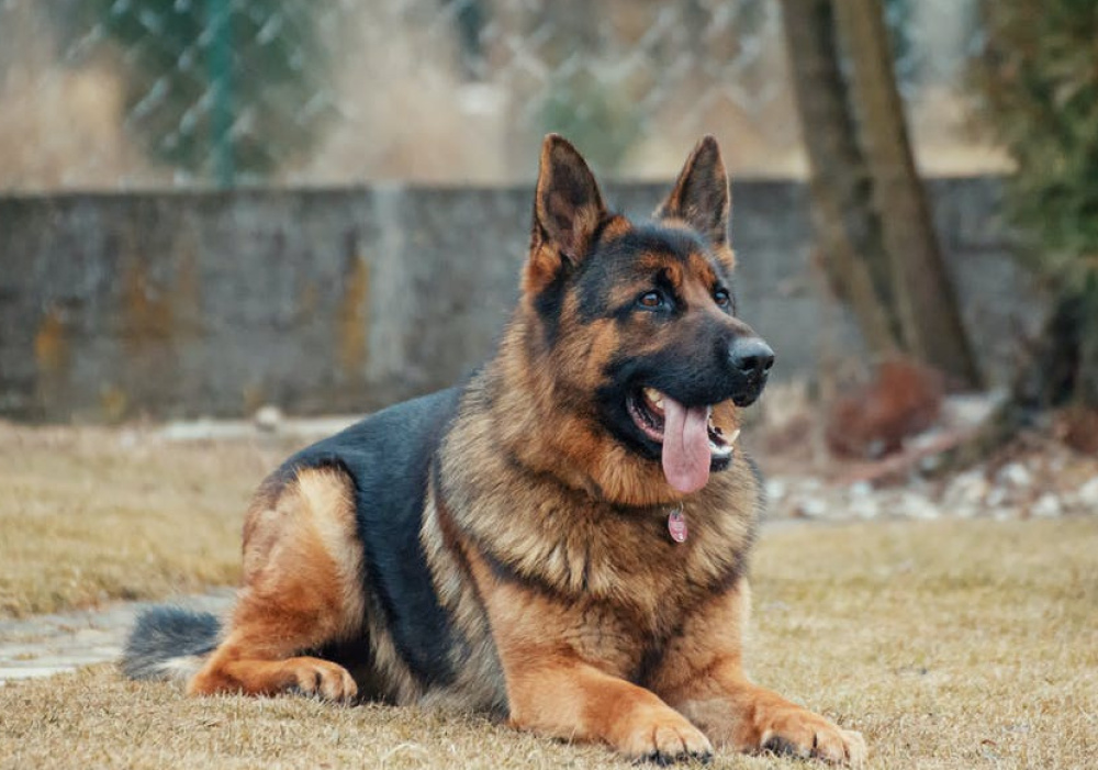 Obedience - Base 2 GR 1 Wednesday AM