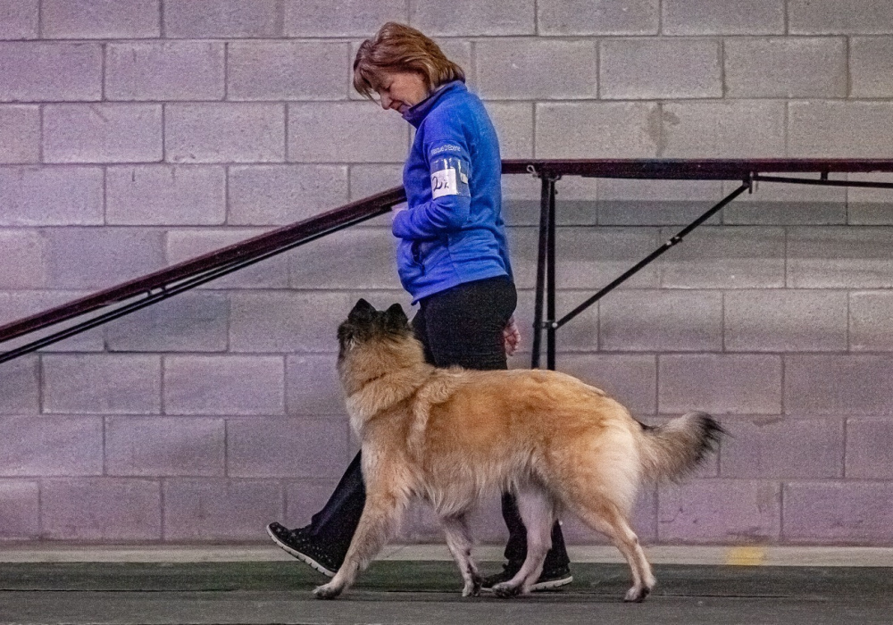 Obéissance - Novice Groupe 1     