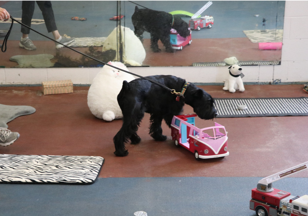 Travail de flair (Détection d’odeur) Novice