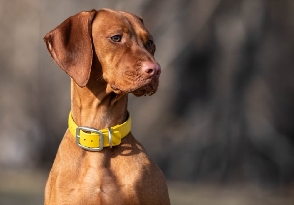 Obéissance - Base 3 Gr 1 / Prénovice Mercredi AM