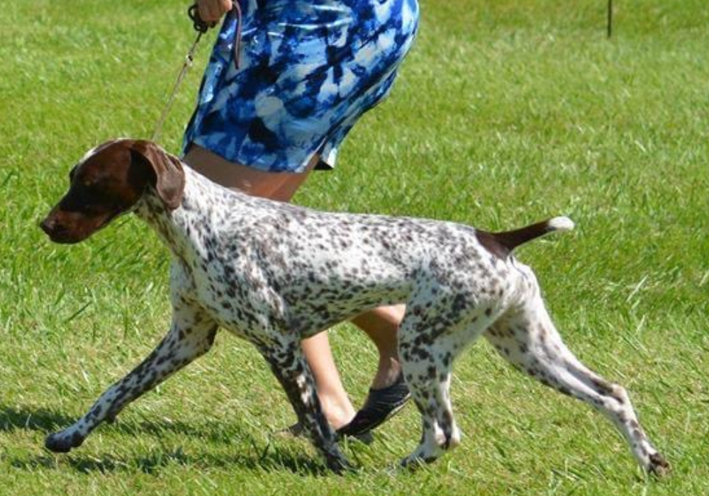 Pratique de maniement de conformation 20:00          