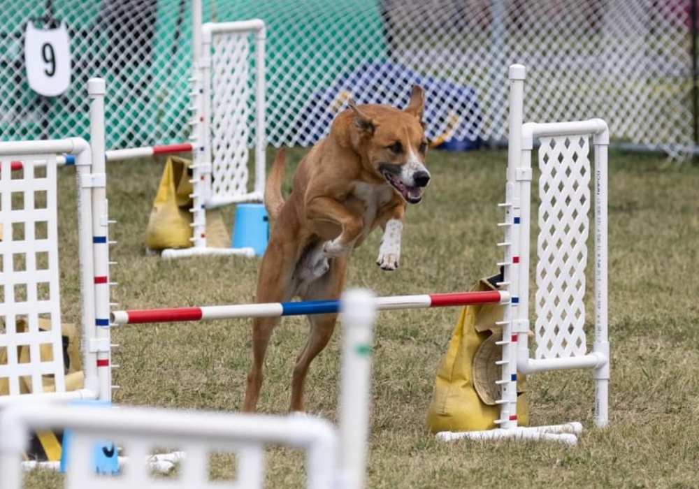 Agilité 2 Gr. 1 - Lundi 20h00 - 2026 - Session 3