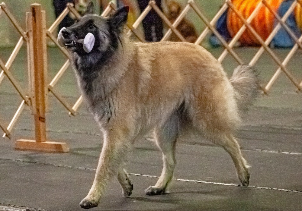 Obéissance - Open Groupe 1    