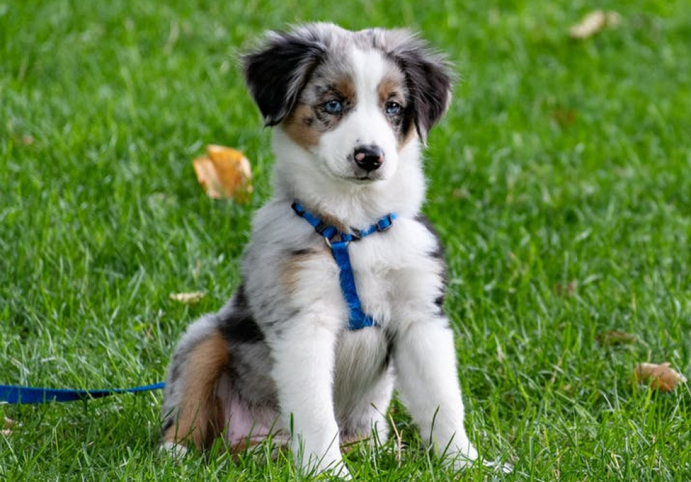 Obéissance - Maternelle Gr2 Samedi AM 
