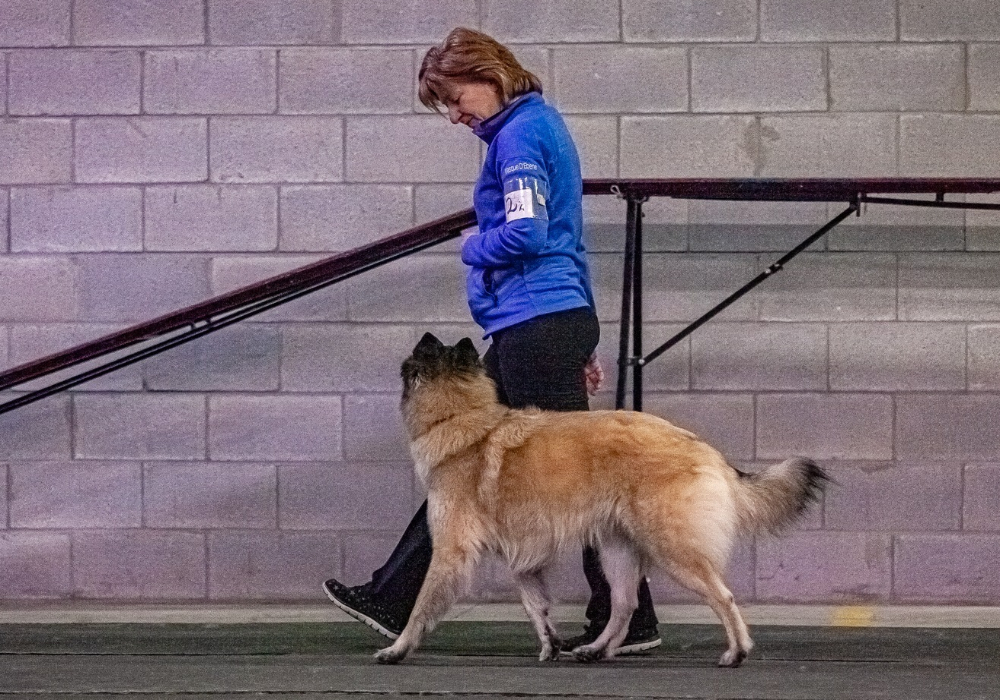Routine  d’obéissance au Club Canin Chomedey 2026